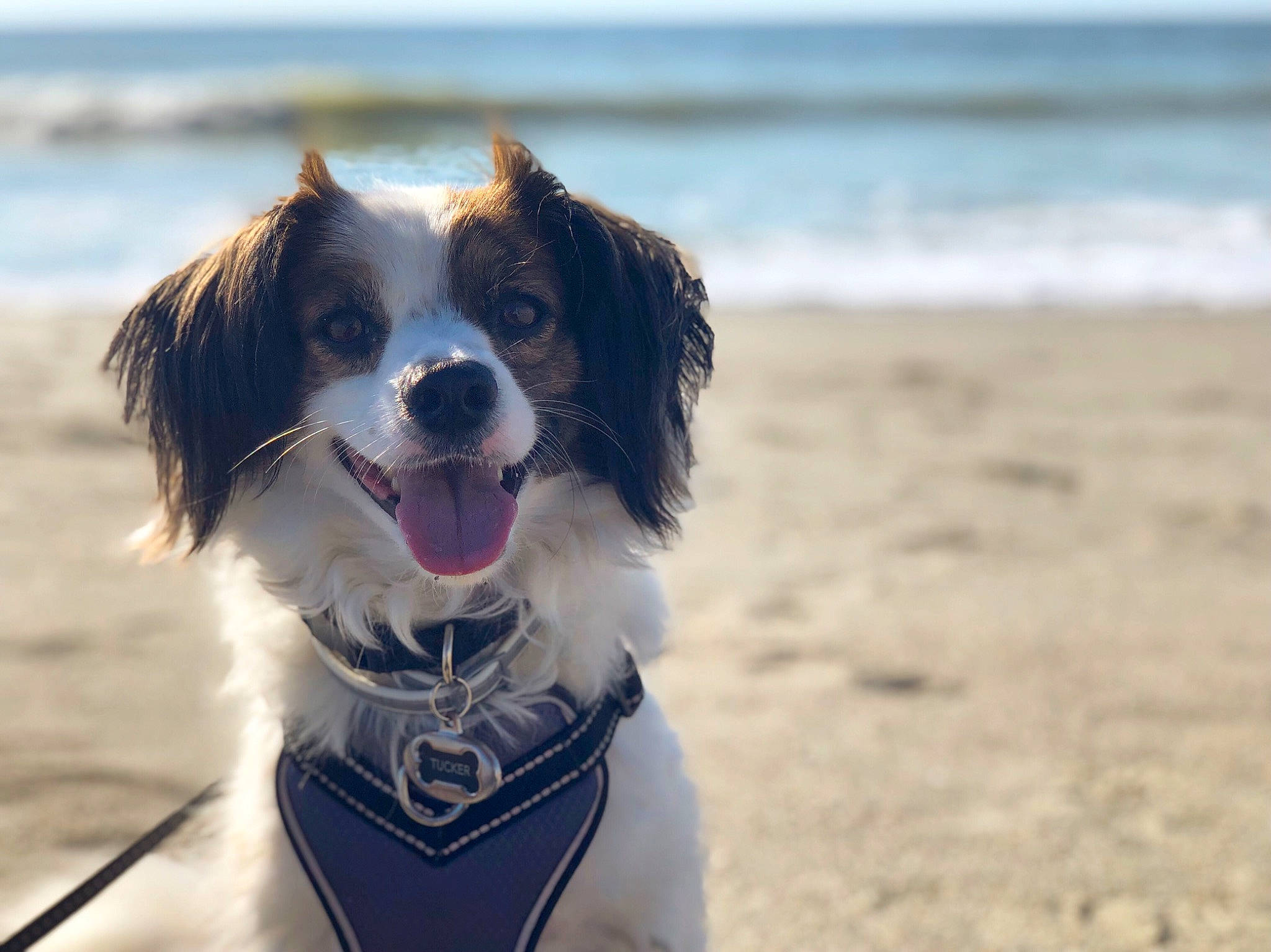 Tucker joined the competition — help win amazing prizes! australian_shepherd, beach, border_collie, canidae, carnivore, companion_dog, dog, dog_breed, english_shepherd, kooikerhondje, mammal, rare_breed_dog, snout, sporting_group, vacation, working_dog