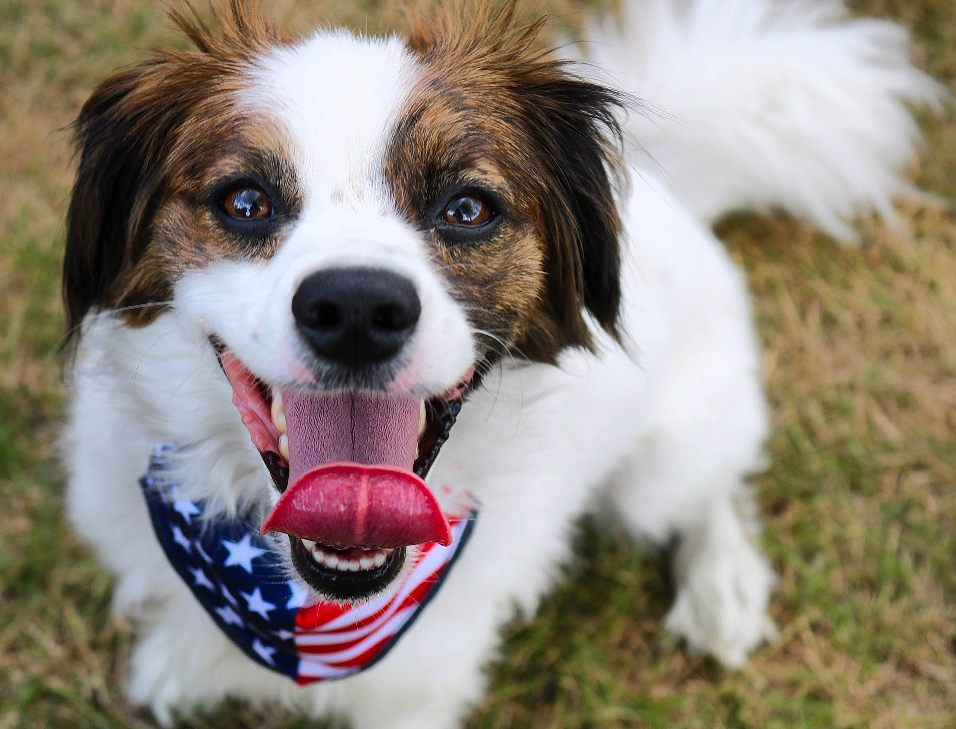 Tucker joined the competition — help win amazing prizes! canidae, carnivore, companion_dog, dog, dog_breed, dog_toy, kooikerhondje, kromfohrlander, mammal, papillon, phalene, puppy, rare_breed_dog, snout, spaniel, sporting_group, vertebrate
