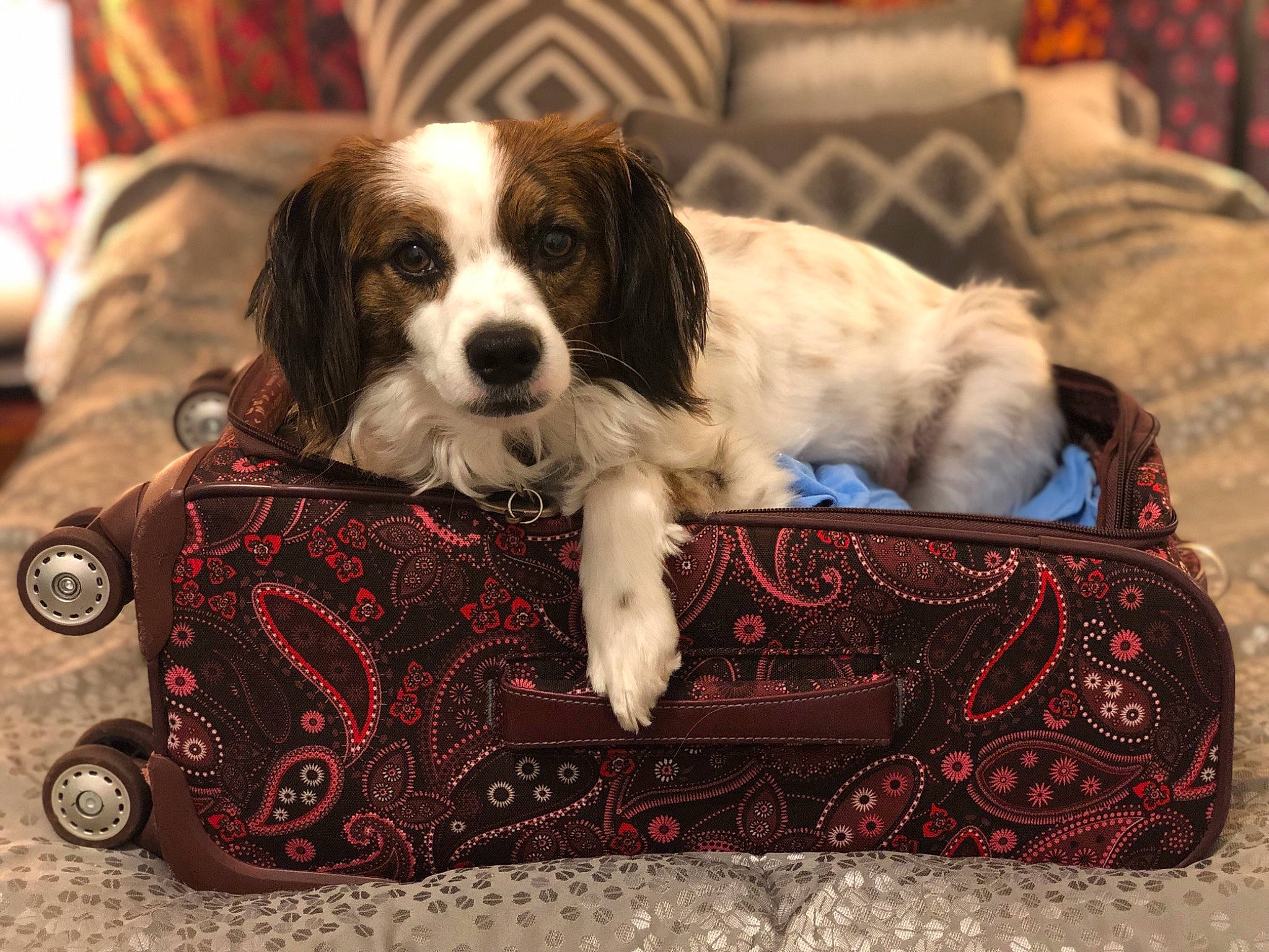 Tucker is registered to the contest to win money with this photo: canidae, carnivore, cocker_spaniel, companion_dog, dog, dog_bed, dog_breed, english_springer_spaniel, french_spaniel, mammal, puppy, rare_breed_dog, russian_spaniel, spaniel, sporting_group, vertebrate