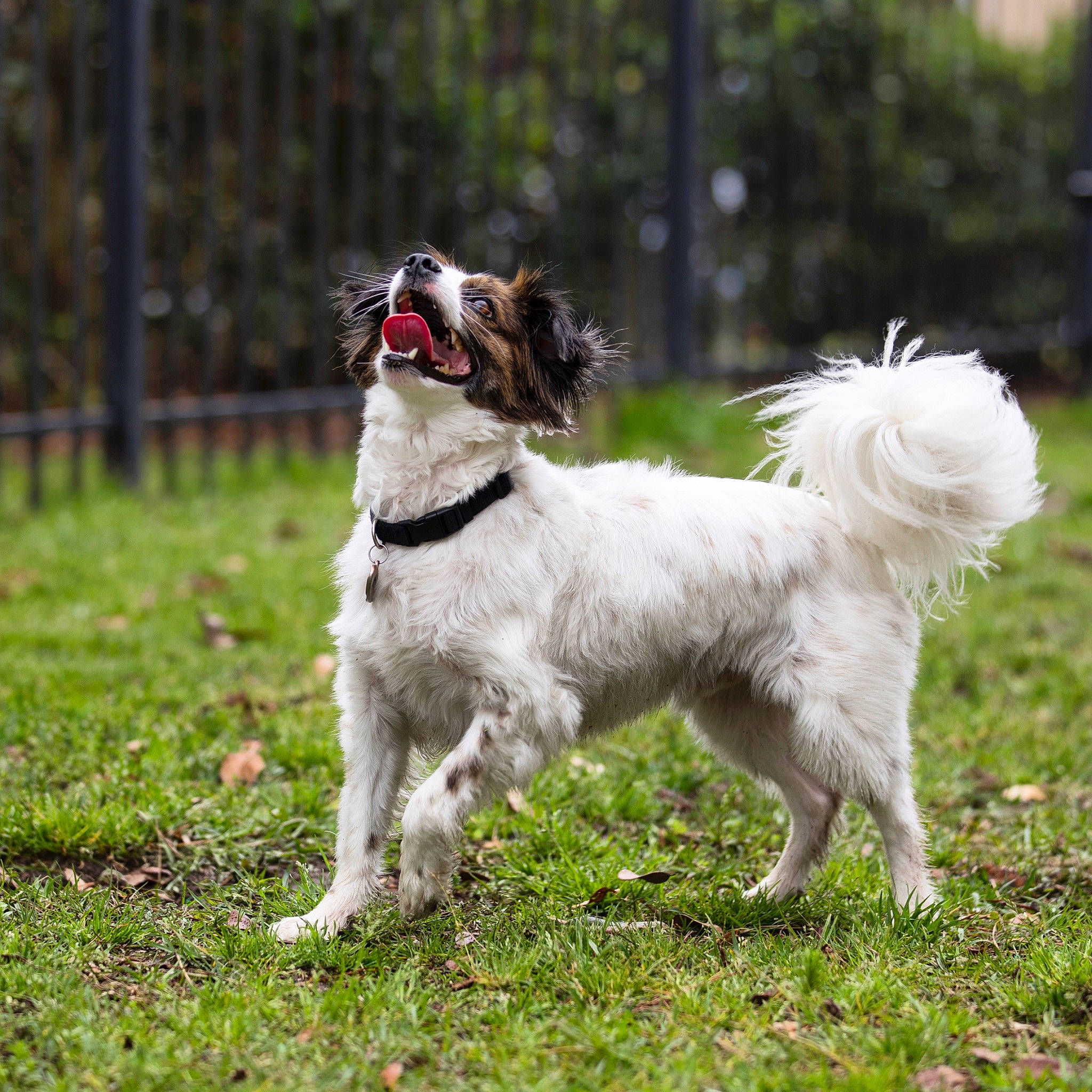 Tucker is registered to the contest to win money with this photo: canidae, carnivore, companion_dog, dog, dog_breed, french_spaniel, mammal, rare_breed_dog, setter, spaniel, sporting_group, vertebrate