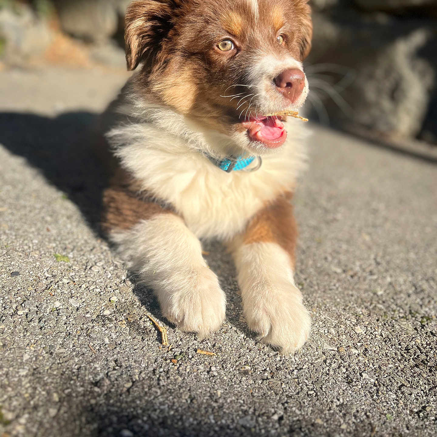 Rocket participe au concours pour gagner de l'argent avec cette photo : animal, brown, closeup, collar, curious, daytime, dog, ears, fur, gravel, lying_down, mouth_open, nature, outdoor, pet, puppy, shadow, sunlight, white, young