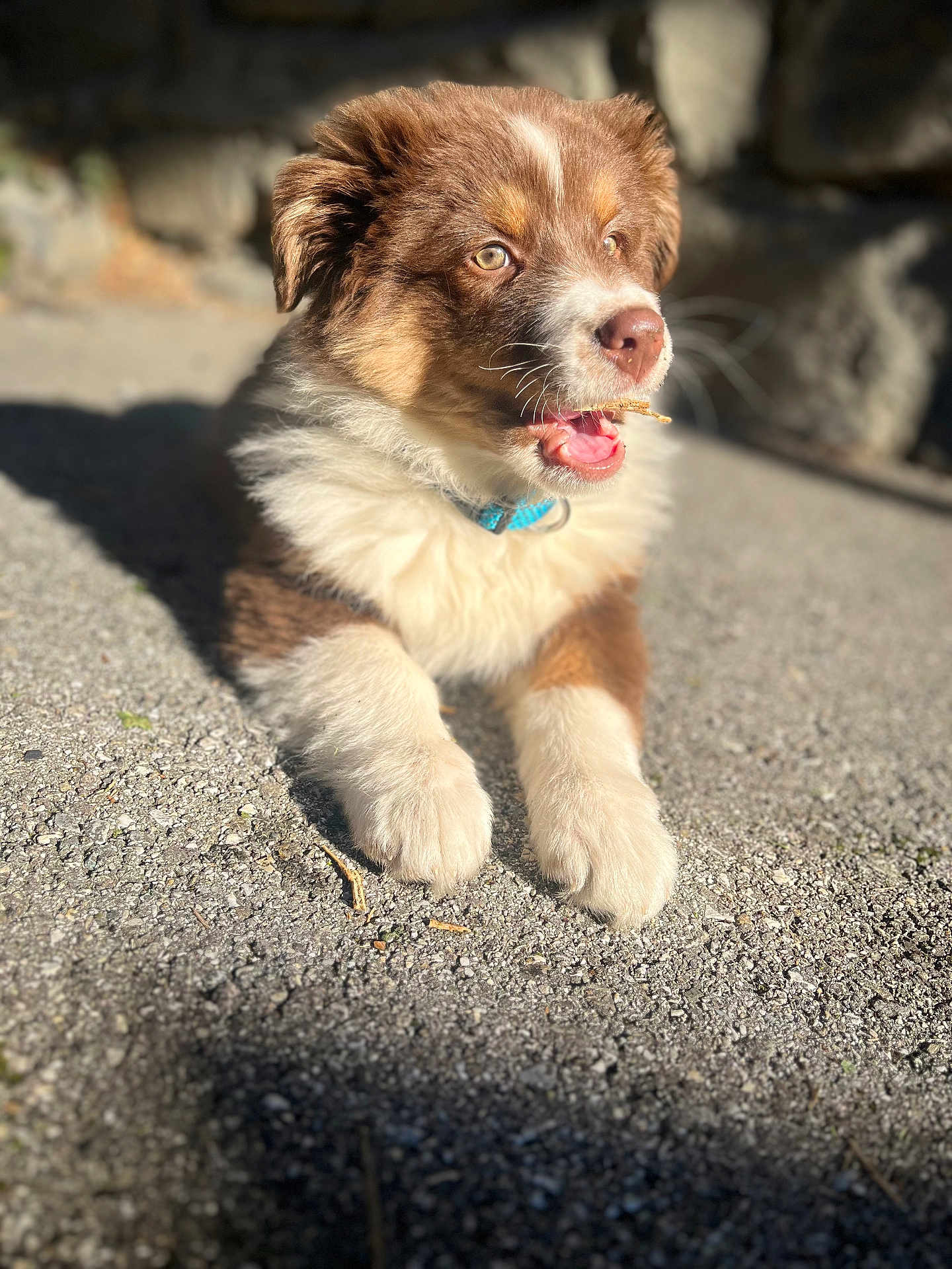 Rocket participe au concours pour gagner de l'argent avec cette photo : puppy, dog, brown, white, collar, outdoor, sunlight, shadow, gravel, curious, young, animal, pet, lying_down, closeup, fur, ears, mouth_open, nature, daytime