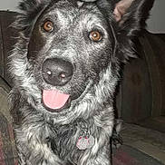Oreo joined the competition — help win amazing prizes! dog, pet, indoor, couch, fur, ears, tongue, happy, animal, canine, collar, tag, brown_eyes, portrait, friendly, domestic, cute, closeup, sitting, furniture