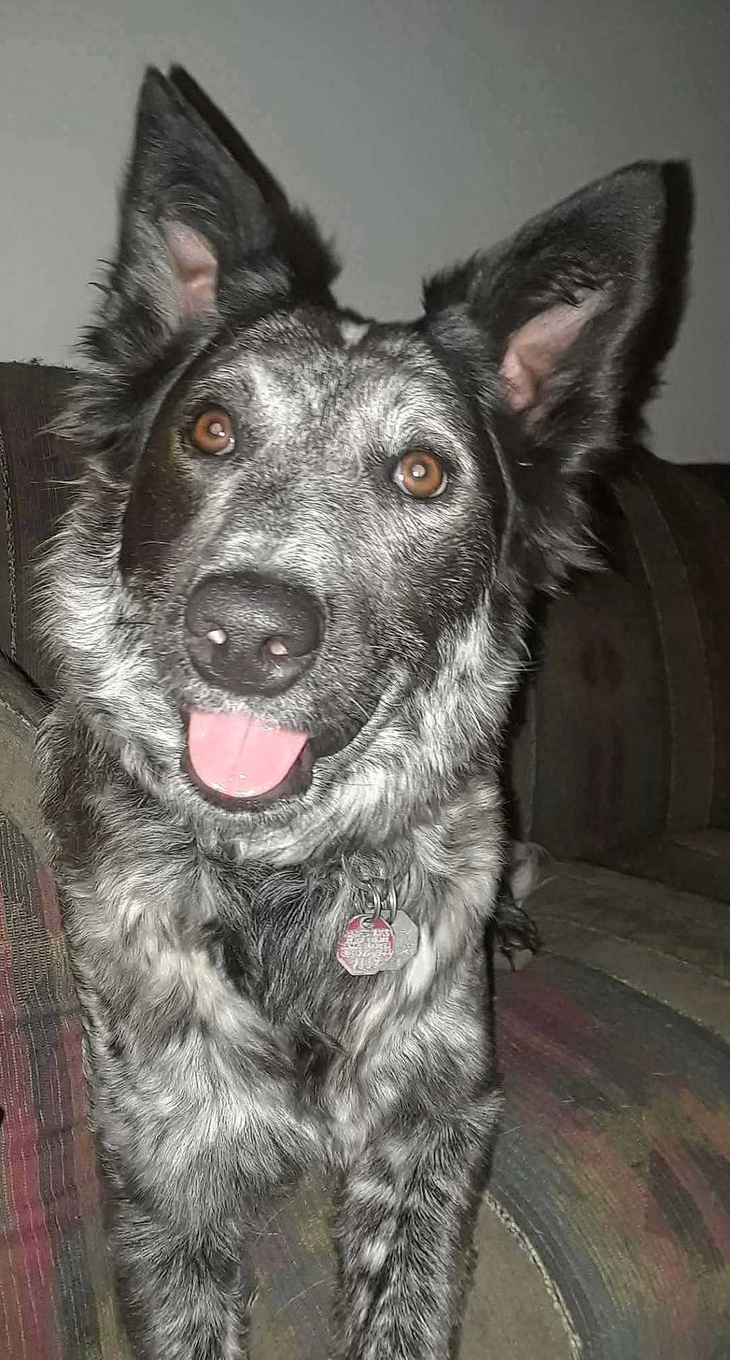 Oreo joined the competition — help win amazing prizes! dog, pet, indoor, couch, fur, ears, tongue, happy, animal, canine, collar, tag, brown_eyes, portrait, friendly, domestic, cute, closeup, sitting, furniture
