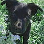 Kona joined the competition — help win amazing prizes! adorable, animal, black_dog, closeup, curious, cute, ears, eyes, flower, fur, grass, greenery, nature, outdoor, pet, puppy, small_dog, snout, white_flower, young_dog