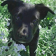 Kona joined the competition — help win amazing prizes! adorable, animal, black_dog, closeup, curious, cute, ears, eyes, flower, fur, grass, greenery, nature, outdoor, pet, puppy, small_dog, snout, white_flower, young_dog