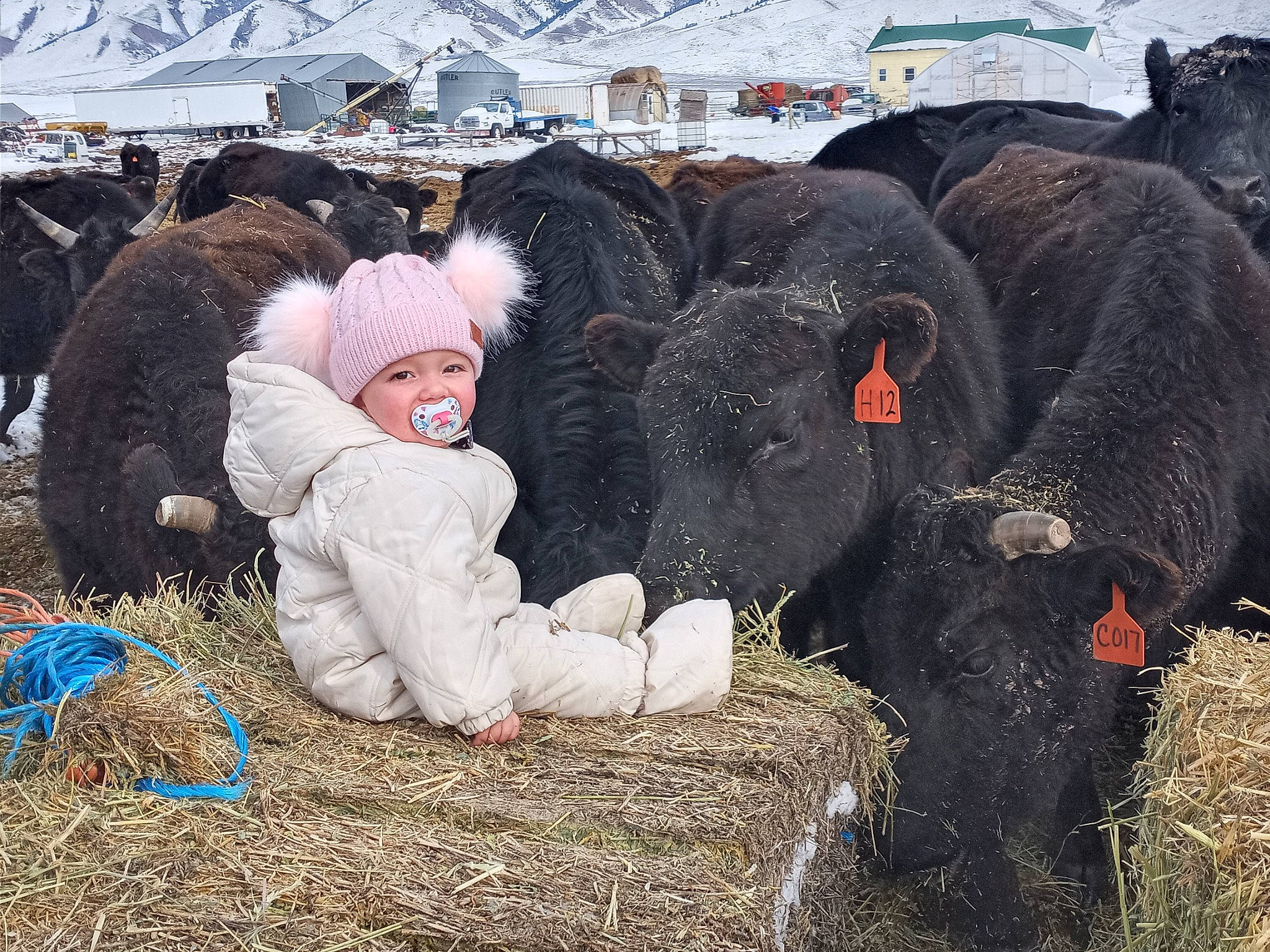 Ziva is registered to the contest to win money with this photo: agriculture, bovine, bull, event, freezing, fun, fur, grass, hat, hay, headwear, landscape, livestock, person, recreation, rock, smile, soil, sporting_group, terrestrial_animal