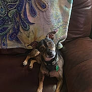 Cappuccino joined the competition — help win amazing prizes! dog, small_dog, leather_couch, blanket, indoor, pet, animal, brown, black, tan, collar, tag, curious, relaxed, fur, ears, paw, looking_up, cozy, home