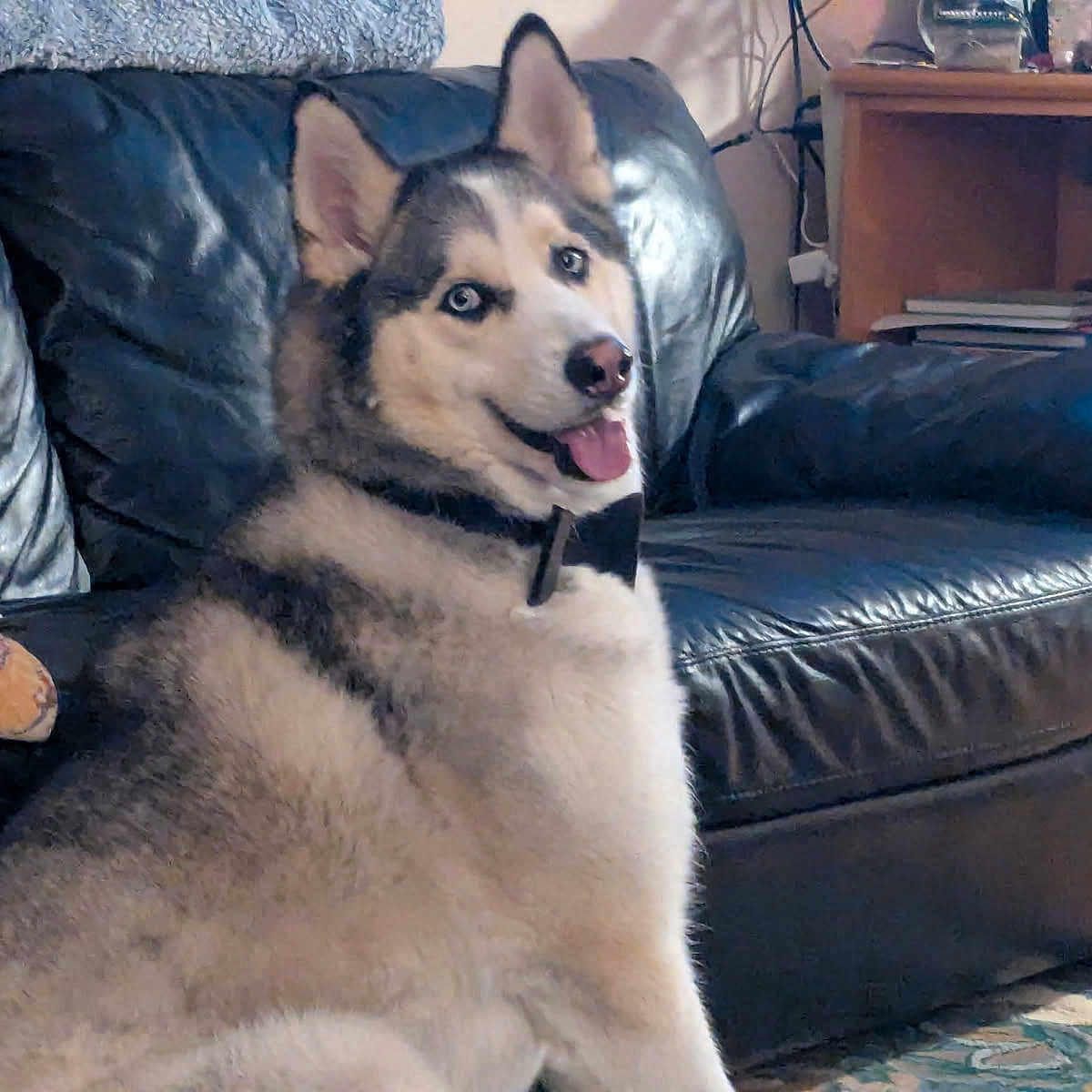 Kiaye joined the competition — help win amazing prizes! animal, blue_eyes, books, canine, comfortable, couch, decor, dog, furry, happy, husky, indoor, leather, living_room, pet, pillow, rug, side_table, sitting, tongue_out
