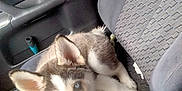 Kiaye is registered to the contest to win money with this photo: puppy, dog, husky, blue_eyes, car_seat, interior, pet, animal, cute, fur, seatbelt, water_bottle, looking_up, young, domestic_animal, car_door, fabric, sitting, small, indoors