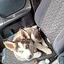 puppy, dog, husky, blue_eyes, car_seat, interior, pet, animal, cute, fur, seatbelt, water_bottle, looking_up, young, domestic_animal, car_door, fabric, sitting, small, indoors