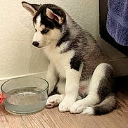 Kiaye joined the competition — help win amazing prizes! puppy, dog, husky, water_bowl, floor, wooden_floor, indoor, pet, animal, sitting, young_dog, black_and_white, fur, ears, nose, tail, cute, adorable, pet_bowl, domestic_animal