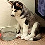 puppy, dog, husky, water_bowl, floor, wooden_floor, indoor, pet, animal, sitting, young_dog, black_and_white, fur, ears, nose, tail, cute, adorable, pet_bowl, domestic_animal