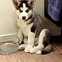 Kiaye joined the competition — help win amazing prizes! husky, puppy, dog, blue_eyes, sitting, wooden_floor, glass_bowl, water, indoor, pet, fur, ears, tail, curious, animal, cute, domestic, young, cozy, towel