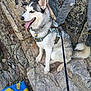 Kiaye joined the competition — help win amazing prizes! dog, husky, leash, harness, rocks, person, jeans, boots, outdoor, nature, tongue_out, pet, animal, adventure, sitting, happy, blue_bag, yellow_pattern, mountain, trail