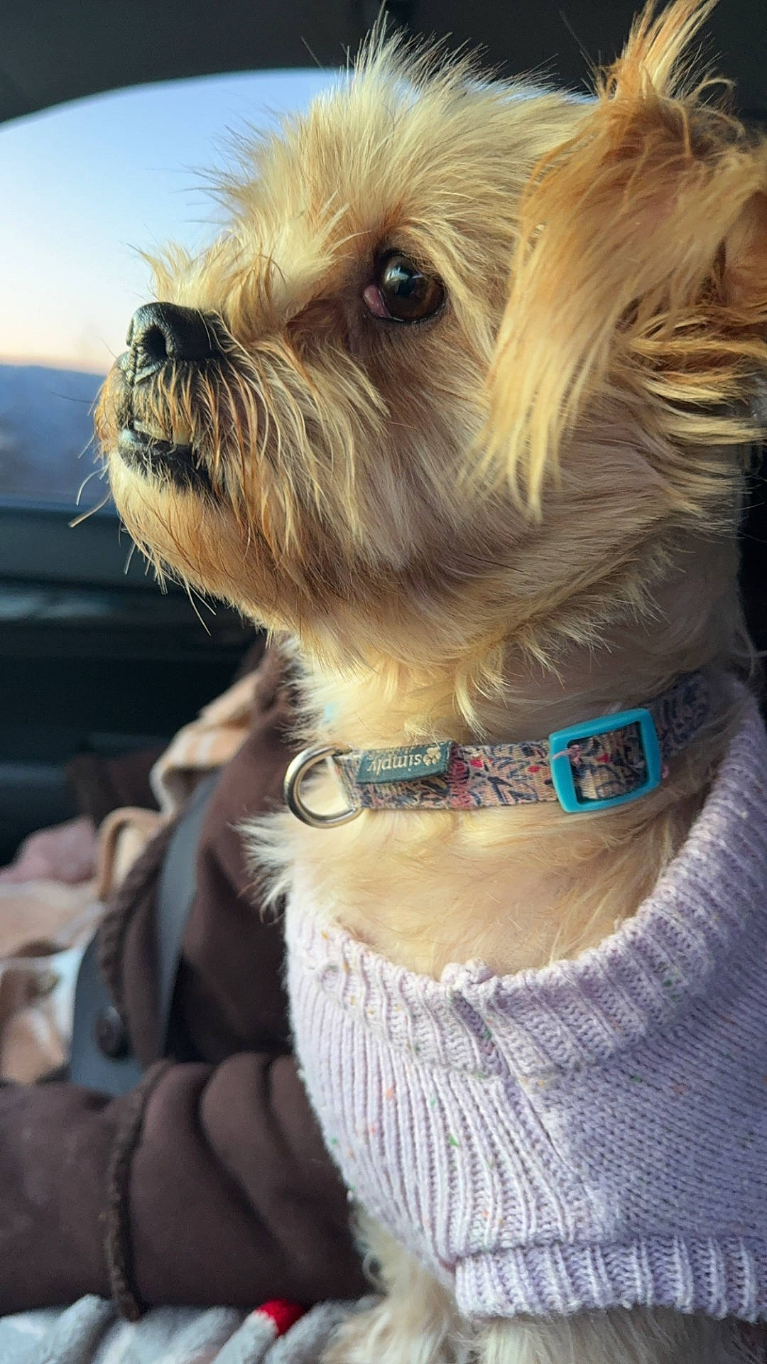 Daisy is registered to the contest to win money with this photo: accessories, affenpinscher, animal, belt, canine, clothing, collar, dog, face, harness, head, knitwear, leash, person, pet, puppy, strap, sunglasses, sweater, terrier