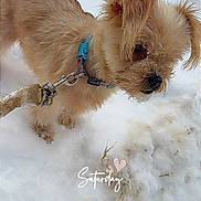 Daisy is registered to the contest to win money with this photo: accessories, animal, canine, car, cockerspaniel, collar, dog, goggles, leash, machine, nature, outdoors, pet, puppy, snow, strap, terrier, transportation, vehicle, wheel