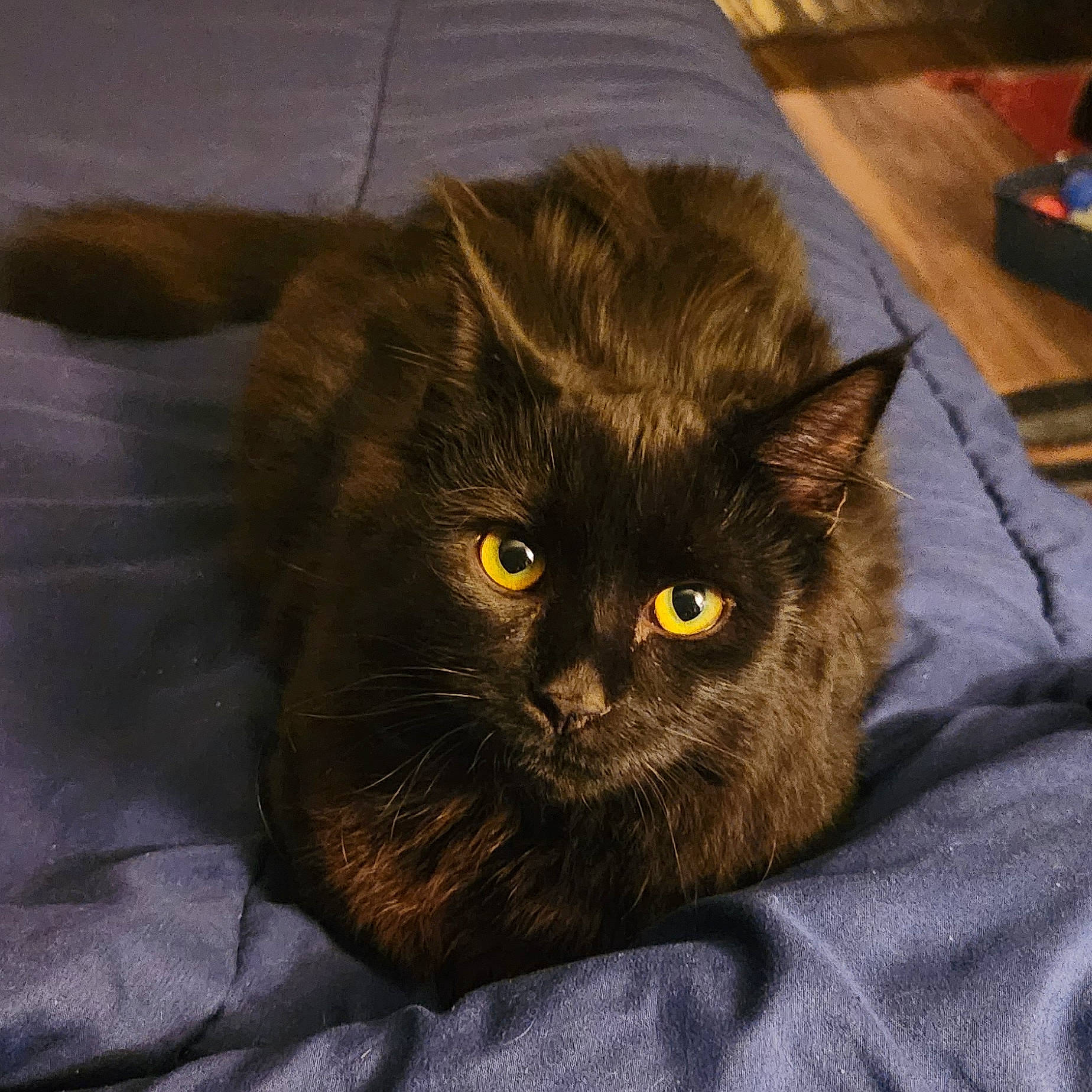 Jack joined the competition — help win amazing prizes! black_cat, carnivore, cat, comfort, domestic_short_haired_cat, felidae, flooring, fur, grey, hardwood, small_to_medium_sized_cats, snout, terrestrial_animal, whiskers, wood