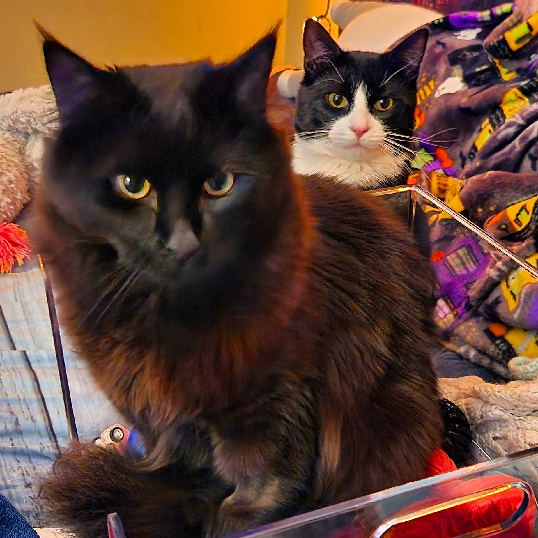 Jack is registered to the contest to win money with this photo: black_cat, bombay, box, carnivore, cat, domestic_short_haired_cat, felidae, fur, iris, paw, small_to_medium_sized_cats, snout, tail, whiskers, window