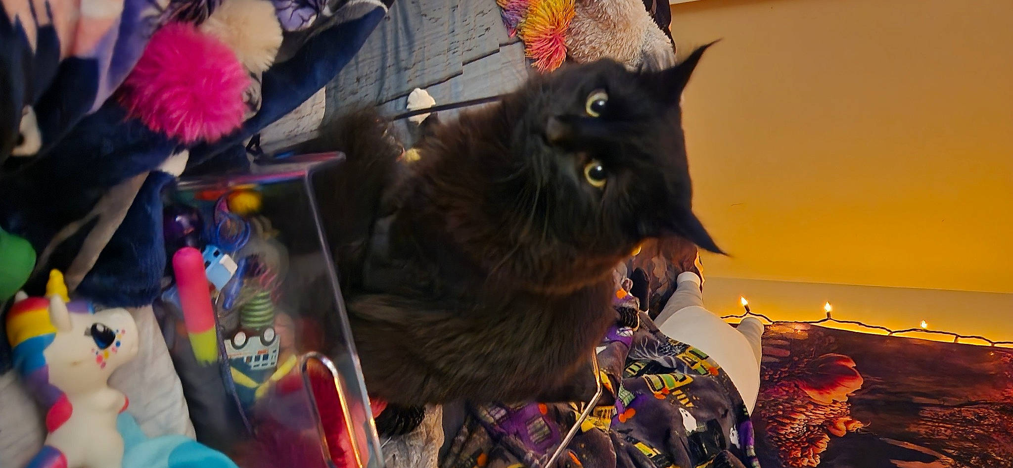 Jack joined the competition — help win amazing prizes! black_cat, carnivore, cat, costume, domestic_short_haired_cat, event, feather, felidae, fur, holiday, magenta, plant, purple, small_to_medium_sized_cats, snout, tail, tradition, tree, whiskers