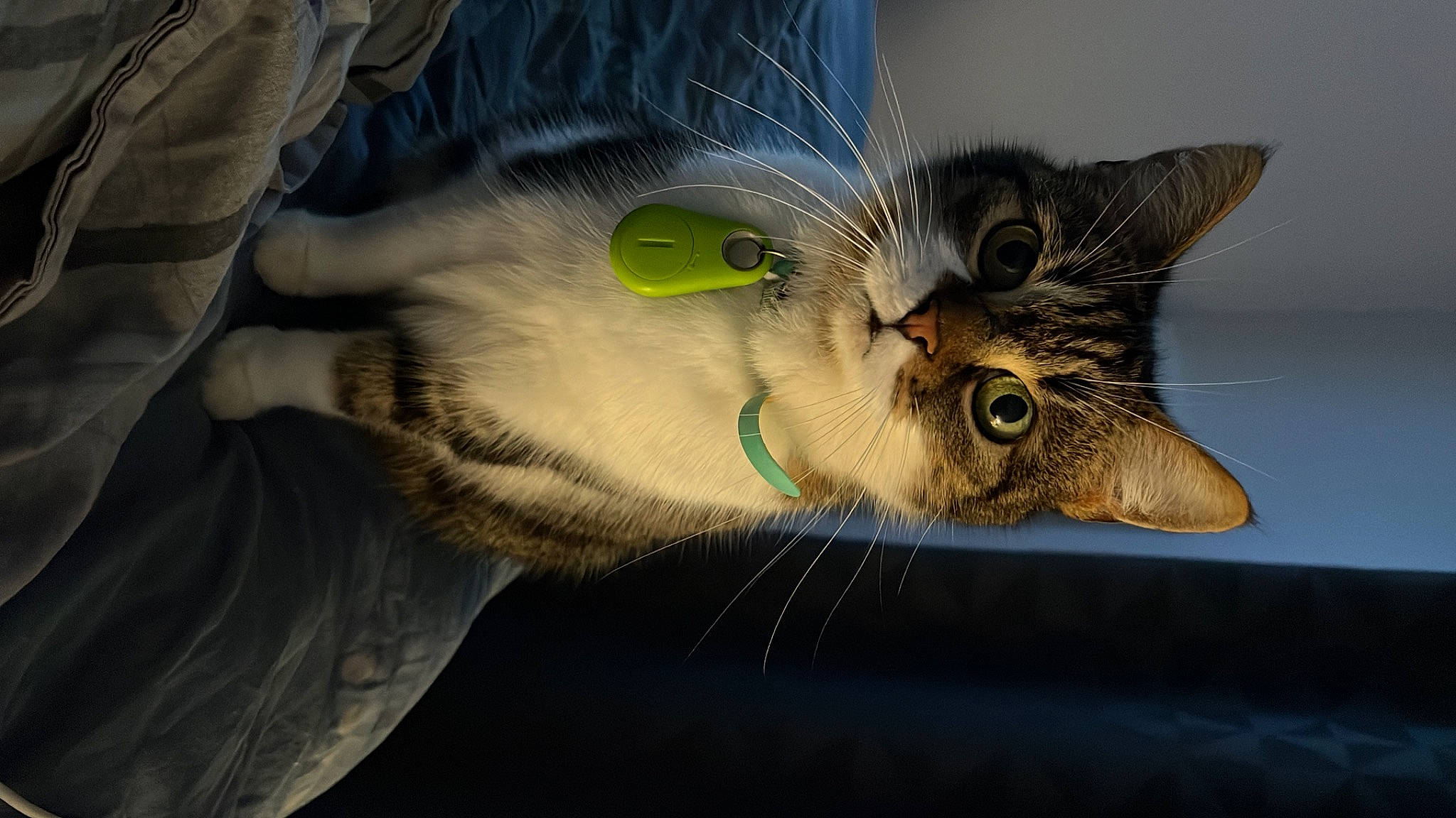 Crapule participe au concours pour gagner de l'argent avec cette photo : carnivore, cat, claw, domestic_short_haired_cat, ear, eye, felidae, fur, paw, small_to_medium_sized_cats, tail, terrestrial_animal, whiskers, wildlife