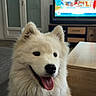 dog, indoor, white_fur, fluffy, tongue_out, happy, table, television, couch, door, window, living_room, furniture, pet, animal, smiling, house, home, cozy, domestic