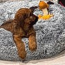 Alya a rejoint le concours — aidez-le/la à gagner de superbes lots ! animal, brick_wall, brown_fur, cozy, cute, dog, floor, furry, indoor, looking, orange_toy, pet, pet_toy, plush_bed, puppy, relaxed, resting, toy, wooden_floor, young_dog