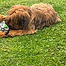Alya participe au concours pour gagner de l'argent avec cette photo : animal, brown_fur, canine, cute, daylight, dog, fluffy, fun, fur, grass, green_grass, leisure, lying_down, nature, outdoor, paw_prints, pet, playing, soccer_ball, toy