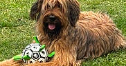 Alya participe au concours pour gagner de l'argent avec cette photo : animal, canine, cute, dog, friendly, fur, grass, greenery, happy, lying_down, mammal, nature, outdoor, panting, pet, playing, shaggy_fur, soccer_ball, summer, toy