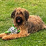 animal, canine, cute, dog, friendly, fur, grass, greenery, happy, lying_down, mammal, nature, outdoor, panting, pet, playing, shaggy_fur, soccer_ball, summer, toy