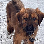Alya participe au concours pour gagner de l'argent avec cette photo : adorable, animal, brown_fur, canine, closeup, collar, cute, dog, ears, fur, outdoor, pet, playful, puppy, snout, snow, standing, tag, winter, young