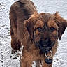 adorable, animal, brown_fur, canine, closeup, collar, cute, dog, ears, fur, outdoor, pet, playful, puppy, snout, snow, standing, tag, winter, young