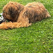 Alya participe au concours pour gagner de l'argent avec cette photo : animal, brown_dog, canine, chewing, closeup, daytime, dog, fur, grass, greenery, laying, nature, outdoor, pet, play, relaxing, shaggy_fur, soccer_ball, summer, toy