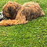 animal, brown_dog, canine, chewing, closeup, daytime, dog, fur, grass, greenery, laying, nature, outdoor, pet, play, relaxing, shaggy_fur, soccer_ball, summer, toy