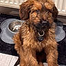 animal, brown_fur, canine, collar, companion, cute, dog, dog_bowl, domestic, floor, fluffy, fur, indoor, indoor_lighting, pet, portrait, puppy, sitting, tag, young_dog