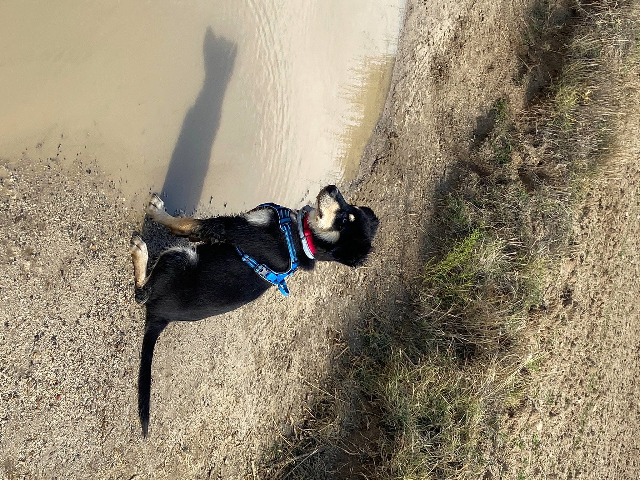Volt participe au concours pour gagner de l'argent avec cette photo : canidae, carnivore, dog, dog_breed, fawn, fun, grass, landscape, leash, people_in_nature, personal_protective_equipment, plant, recreation, running, soil, sporting_group, sports, tail, tree, wood
