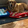 Winnie joined the competition — help win amazing prizes! animal, blanket, brown_dog, canine, carpet, collar, comfort, companion, couch, dog, domestic_animal, floor, furniture, household, indoor, labrador, pet_bed, relaxing, resting, wood_floor