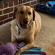 Winnie joined the competition — help win amazing prizes! animal, brick_wall, carpet, crate, cute, dog, dog_collar, domestic, golden_retriever, happy, indoor, labrador, octopus_toy, pet, playful, plush_toy, resting, smiling, tongue_out, wood_floor