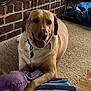 animal, brick_wall, carpet, crate, cute, dog, dog_collar, domestic, golden_retriever, happy, indoor, labrador, octopus_toy, pet, playful, plush_toy, resting, smiling, tongue_out, wood_floor