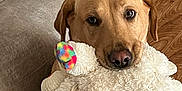 Winnie joined the competition — help win amazing prizes! animal, canine, colorful, companion, couch, cute, dog, furniture, golden_retriever, home, indoor, looking_at_camera, mammal, pet, playful, plush, sitting, soft_toy, stuffed_toy, wood_floor