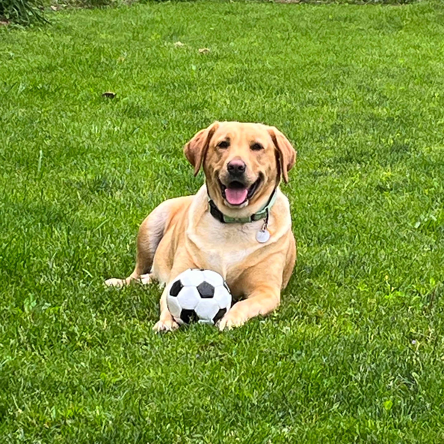 Winnie joined the competition — help win amazing prizes! animal, canine, collar, dog, fence, grass, greenery, happy, labrador, leisure, nature, outdoor, pet, playful, resting, soccer_ball, summer, sunlight, tongue_out, yard