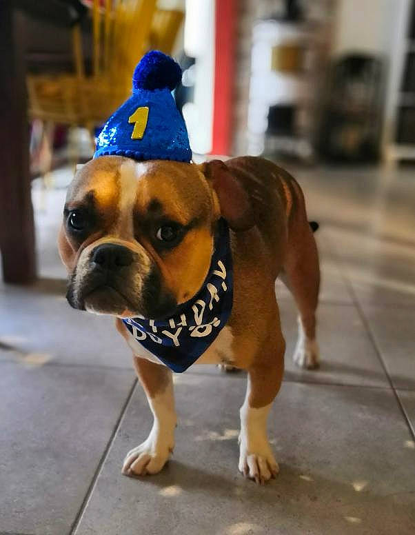 Charlie a rejoint le concours — aidez-le/la à gagner de superbes lots ! ancient_dog_breeds, ball, boxer, canidae, carnivore, collar, companion_dog, dog, dog_breed, dog_collar, dog_supply, fawn, flooring, fur, hat, paw, snout, sporting_group, working_animal, working_dog