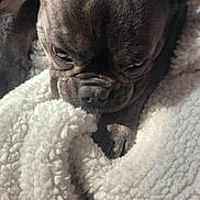 Lillian joined the competition — help win amazing prizes! dog, french_bulldog, pet, close_up, wrinkles, fur, blanket, white_blanket, texture, resting, indoor, soft_light, sleepy, animal, cute, companion, paw, snout, ears, portrait