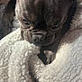 dog, french_bulldog, pet, close_up, wrinkles, fur, blanket, white_blanket, texture, resting, indoor, soft_light, sleepy, animal, cute, companion, paw, snout, ears, portrait