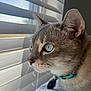 cat, blue_eyes, close_up, window_blinds, indoor, pet, feline, whiskers, fur, collar, tag, light, shadow, curious, profile, animal, domestic_cat, soft_light, resting, looking_out