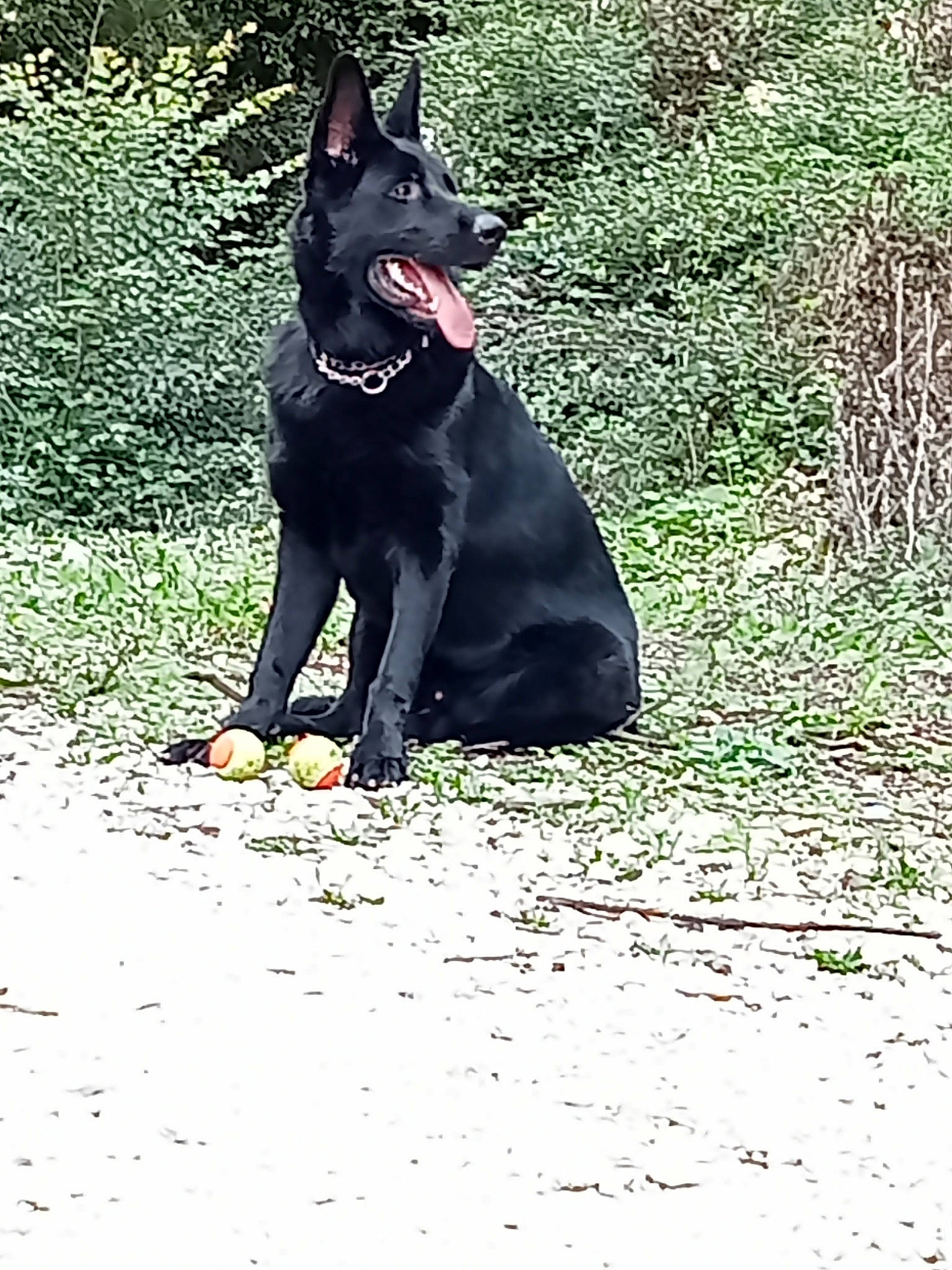 Helios a rejoint le concours — aidez-le/la à gagner de superbes lots ! art, canidae, carmine, carnivore, collar, companion_dog, dog, dog_breed, dog_collar, dog_supply, grass, plant, snout, sporting_group, tail, terrestrial_animal, tree, whiskers, working_animal, working_dog