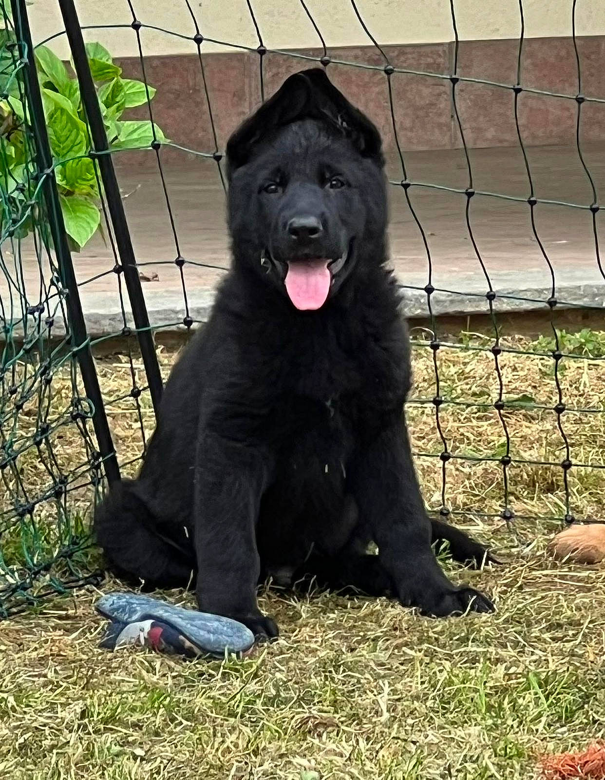 Helios a rejoint le concours — aidez-le/la à gagner de superbes lots ! borador, canidae, carnivore, companion_dog, dog, dog_breed, dog_supply, fence, fur, grass, gun_dog, home_fencing, mesh, pet_supply, plant, snout, sporting_group, terrestrial_animal, wire_fencing, working_animal