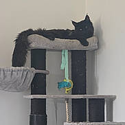Achille participe au concours pour gagner de l'argent avec cette photo : black_cat, cat, cat_tree, pet, indoor, furniture, toy, relaxed, fluffy_tail, animal, domestic_cat, resting, curious_eyes, multi_level, hanging_tail, gray_fabric, playful, household, feline, portrait