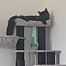 black_cat, cat, cat_tree, pet, indoor, furniture, toy, relaxed, fluffy_tail, animal, domestic_cat, resting, curious_eyes, multi_level, hanging_tail, gray_fabric, playful, household, feline, portrait