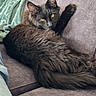 Achille a rejoint le concours — aidez-le/la à gagner de superbes lots ! cat, black_cat, yellow_eyes, feline, pet, indoor, couch, furniture, relaxing, cozy, blanket, fur, animal, whiskers, paw, portrait, looking_at_camera, resting, soft_texture, domestic_animal